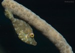 Slender Filefish
Monacanthus tuckeri