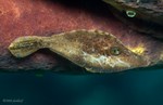 Slender Filefish
Monacanthus tuckeri