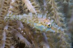 Slender Filefish
Monacanthus tuckeri