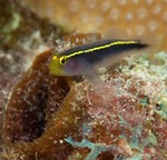 Yellowline Goby
Gobiosoma horsti
