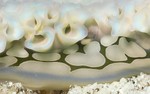 Lettuce Sea Slug
Elysia crispata