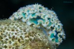 Lettuce Sea Slug
Elysia crispata