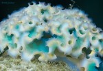 Lettuce Sea Slug
Elysia crispata