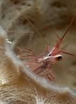 Peppermint Shrimp
Lysmata wurdemanni