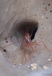 Peppermint Shrimp
Lysmata wurdemanni