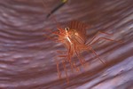 Peppermint Shrimp
Lysmata wurdemanni