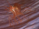 Peppermint Shrimp
Lysmata wurdemanni
