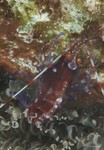 Red Snapping Shrimp, female
Alpheus spp.