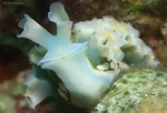 Lettuce Sea Slug
Elysia crispata