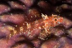Roughhead Triplefin
Enneanectes boehlkei
