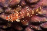 Roughhead Triplefin, Original orientation
Enneanectes boehlkei