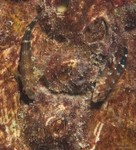 Barred Blenny
Hypleurochilus bermudensis