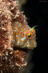 Barred Blenny
Hypleurochilus bermudensis