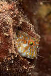 Barred Blenny
Hypleurochilus bermudensis