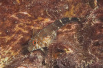 Barred Blenny
Hypleurochilus bermudensis