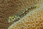 Secretary Blenny
Acanthemblemaria maria