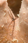 Sponge Brittle Star, juvenile
Ophiothrix suensonii