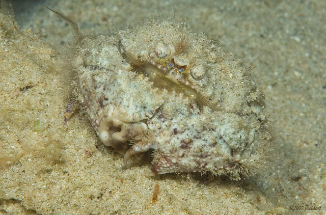 Rough Box Crab
Calappa gallus