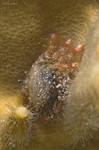 Thorny Mud Crab
Micropanope urinator