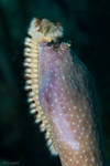 Bearded Fireworm
Hermodice carunculata