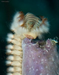 Bearded Fireworm, cropped to show mouth