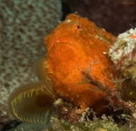Longlure Frogfish
Antennarius multiocellatus