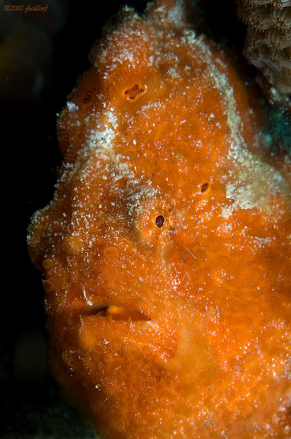 Longlure Frogfish
Antennarius multiocellatus