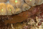 Rusty Goby
Priolepis hipoliti