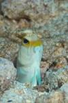 Yellowhead Jawfish
Opistognathus aurifrons