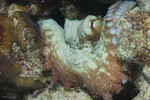 Common Octopus
Octopus vulgaris