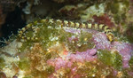Harlequin Pipefish
Micrognathus ensenadae