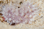 Muller's Sea Pansy
Renilla muelleri