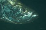 Tarpon
Megalops atlanticus