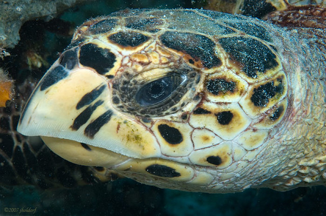 Hawksbill Turtle
Eretmochelys imbriocota