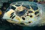 Hawksbill Turtle
Eretmochelys imbriocota