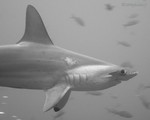 Highlight for Album: Cocos Island Underwater