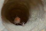 Ringed Blenny
Starksia hassi