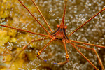 Yellowline Arrow Crab
 Stenorhynchus seticornis