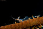 Possibly Longtail Grass Shrimp
Periclimenes longicaudatus