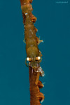 Wire Coral Shrimp
Pseudopontonides prindipis