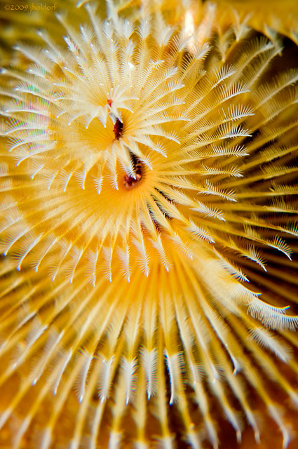 Christmas Tree Worm
Spirobranchus giganteus