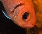Blackbar Soldierfish
Myripristis jacobus