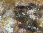 Darkheaded Blenny
Emblemariopsis spp.
Positive ID requires specimen collection and scientific examination.