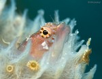 Ringed Blenny
Starksia hassi