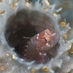 Ringed Blenny
Starksia hassi