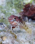 Saddled Blenny
Malacoctenus triangulatus