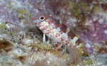 Saddled Blenny
Malacoctenus triangulatus