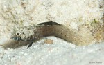 Sailfin Blenny, male
Emblemaria pandionis