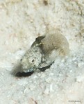 Sailfin Blenny, male
Emblemaria pandionis