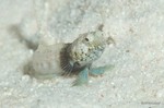 Sailfin Blenny, male
Emblemaria pandionis